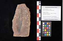 Foto (Objekt + Etikett) von Quercus palaeoilex Ettingshausen (NHMW-GEO-2024-0188-0792)